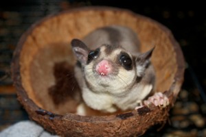 Sugar Glider